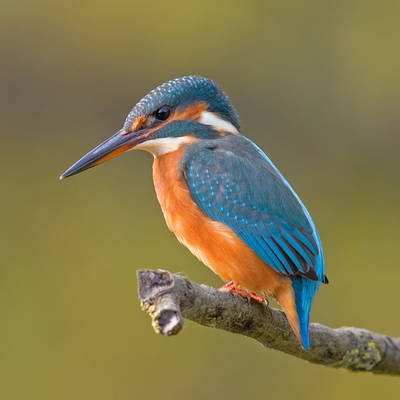 common-kingfisher-alcedo-atthis common-kingfisher-alcedo-atthis