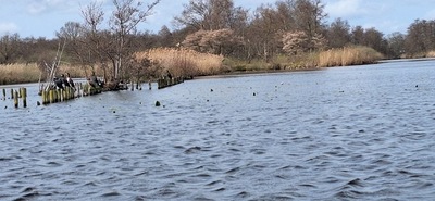 Derde kreetje in de vennen