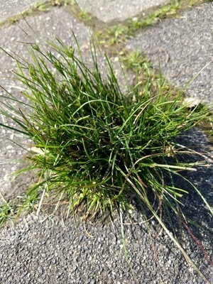 onkruid-1